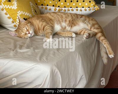 A peaceful ginger cat sleeps soundly on a sofa, evoking calmness and comfort. Stock Photo