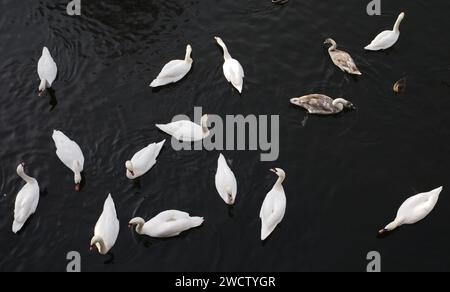 Berlin, Germany. 17th Jan, 2024. Swans swim in the Landwehr Canal. Credit: Peter Kneffel/dpa/Alamy Live News Stock Photo