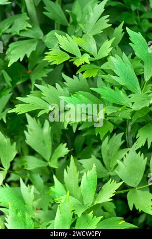 A large lovage bush with bright green leaves Stock Photo