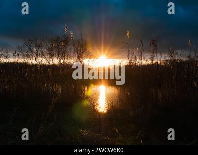 The sun at sunset shines through thick dark clouds and illuminates the reeds on the river bank with golden illumination Stock Photo