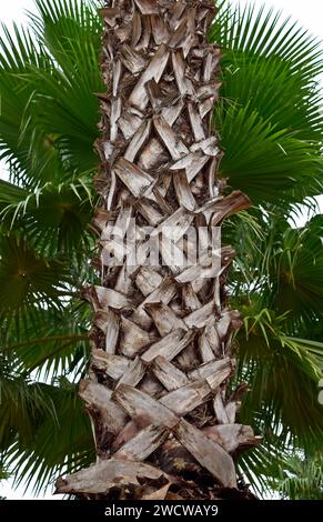 Palm tree trunk on tropical garden Stock Photo