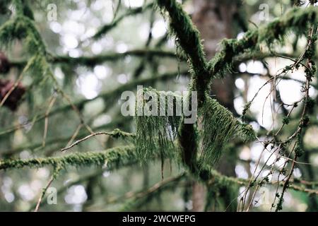 Green hanging moss on the branches of a tree in the forest. Ecology concept. Natural background Stock Photo