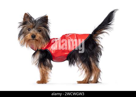 Dog with silky outlet red coat