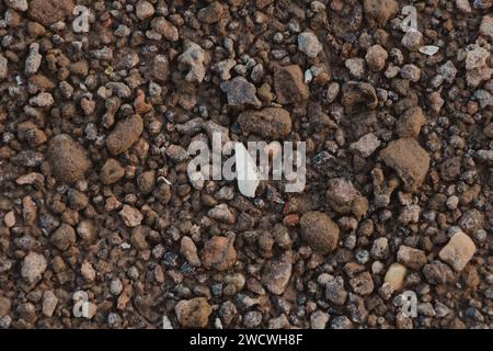 background of stones and white shell on the beach Stock Photo