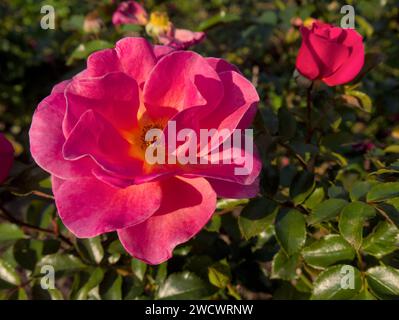 Blooming Pink Roses Bathed in Sunlight, close-up shot Stock Photo