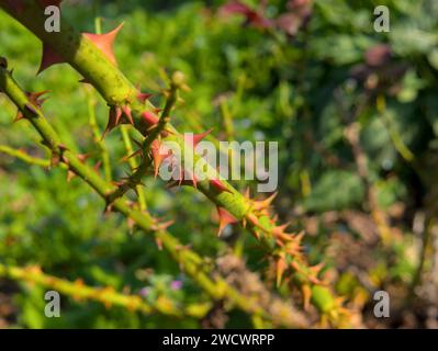 rose stem with big red thorns in the sunlight, closeup Stock Photo