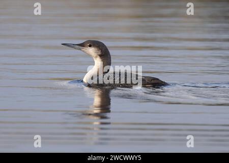 Black-throated Diver aka Arctic Loon (Gavia arctica) juvenile/first winter Norfolk January 2024 Stock Photo