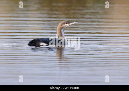 Black-throated Diver aka Arctic Loon (Gavia arctica) juvenile/first winter Norfolk January 2024 Stock Photo