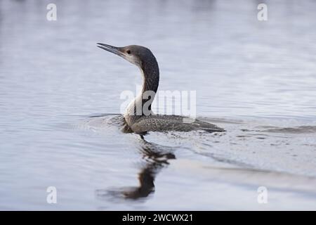 Black-throated Diver aka Arctic Loon (Gavia arctica) juvenile/first winter Norfolk January 2024 Stock Photo