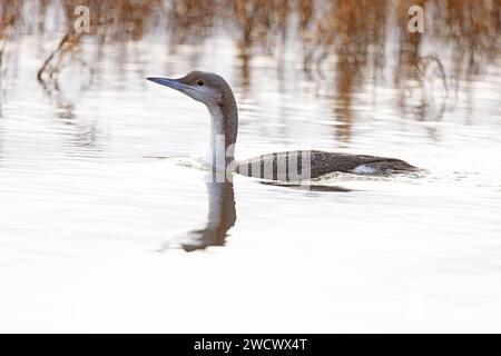 Black-throated Diver aka Arctic Loon (Gavia arctica) juvenile/first winter Norfolk January 2024 Stock Photo