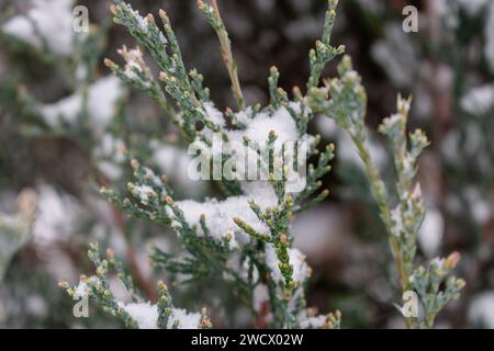 Snow covered coniferous branches. Juniper bush under snow, close up. Cold weather concept. Winter in nature. Evergreen plant under snow. Stock Photo