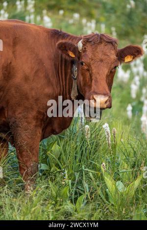 France, Hautes-Alpes, Villar-d'Arêne, high valley of the Romanche, Salers cow in the flowery alpine pastures of Asphodèle blanc (Asphodelus Albus) Stock Photo