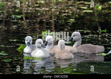 France, Doubs, wildlife, bird, Mute Swan (Cygnus olor), chick Stock Photo