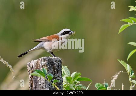 France, Doubs, wildlife, bird, passerine, Red-backed Shrike (Lanius collurio), male, feeding Stock Photo