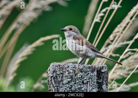 France, Doubs, wildlife, bird, passerine, Red-backed Shrike (Lanius collurio), feeding, female Stock Photo