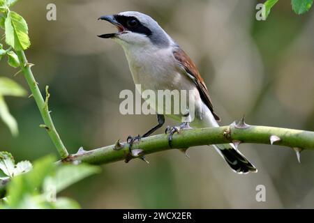 France, Doubs, wildlife, bird, passerine, Red-backed Shrike (Lanius collurio), male, feeding Stock Photo
