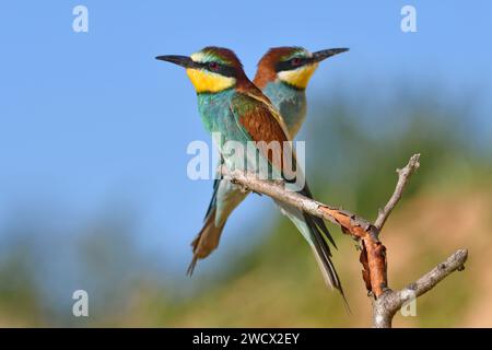France, Doubs, wildlife, bird, European Bee-eater (Merops apiaster), feeding Stock Photo