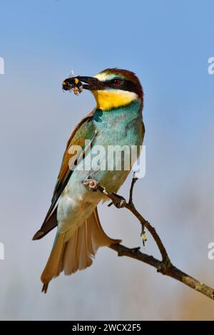 France, Doubs, wildlife, bird, European Bee-eater (Merops apiaster), feeding Stock Photo