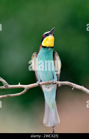 France, Doubs, wildlife, bird, European bee-eater (Merops apiaster), dragonfly Stock Photo