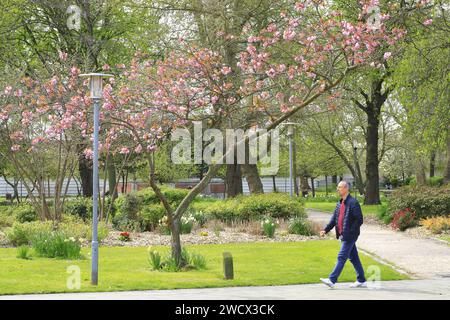 France, Nord, Dunkirk, Parc de la Marine, cherry tree in bloom (Prunus serrulata) Stock Photo