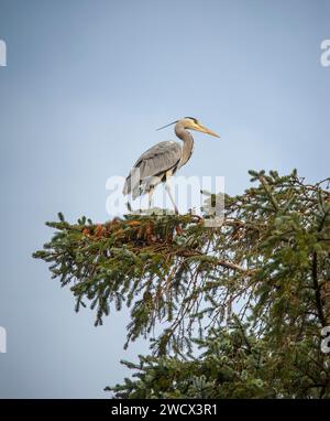 Heron standing on top of a tree, close up, in woodland, in Scotland in autumn Stock Photo