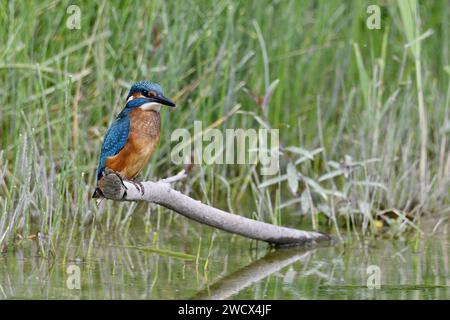 France, Doubs, wildlife, bird, European kingfisher (Alcedo atthis) Stock Photo
