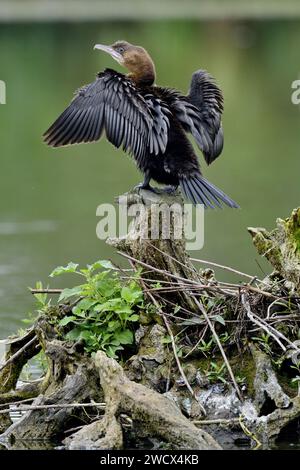 France, Doubs, wildlife, bird, Pygmy Cormorant (Phalacrocorax pygmaeus) Stock Photo