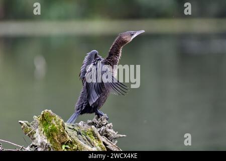 France, Doubs, wildlife, bird, Pygmy Cormorant (Phalacrocorax pygmaeus) Stock Photo