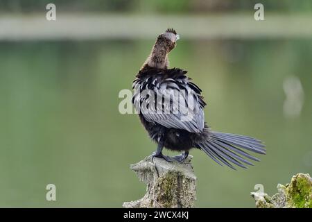 France, Doubs, wildlife, bird, Pygmy Cormorant (Phalacrocorax pygmaeus) Stock Photo