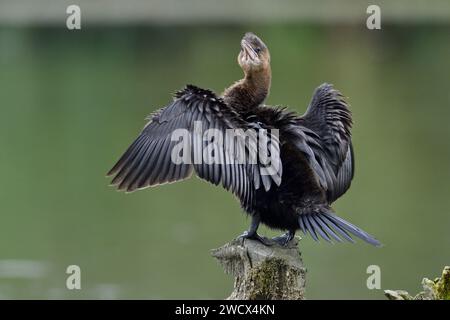 France, Doubs, wildlife, bird, Pygmy Cormorant (Phalacrocorax pygmaeus) Stock Photo