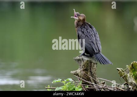 France, Doubs, wildlife, bird, Pygmy Cormorant (Phalacrocorax pygmaeus) Stock Photo