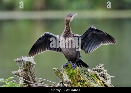 France, Doubs, wildlife, bird, Pygmy Cormorant (Phalacrocorax pygmaeus) Stock Photo