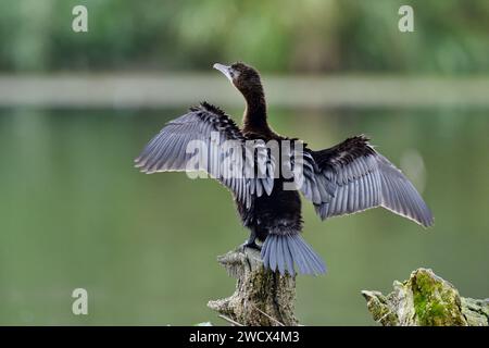 France, Doubs, wildlife, bird, Pygmy Cormorant (Phalacrocorax pygmaeus) Stock Photo