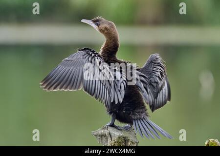 France, Doubs, wildlife, bird, Pygmy Cormorant (Phalacrocorax pygmaeus) Stock Photo