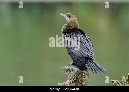 France, Doubs, wildlife, bird, Pygmy Cormorant (Phalacrocorax pygmaeus) Stock Photo