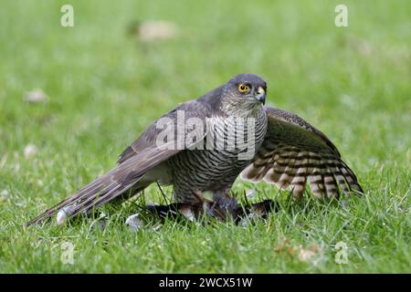 France, Doubs, wildlife, bird, European Sparrowhawk (Accipiter nisus) Stock Photo