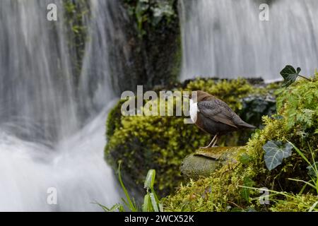 France, Doubs, wildlife, bird, Dipper (Cinclus cinclus) Stock Photo