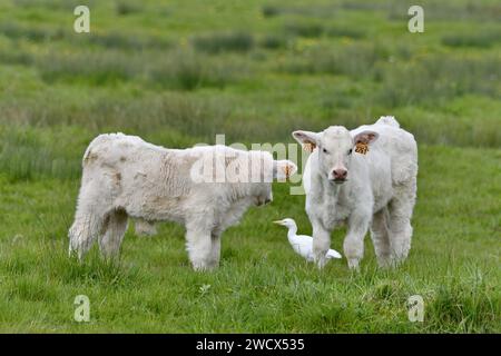 France, Doubs, wildlife, bird, Cattle Egret (Bubulcus ibis) on pasture with calves Stock Photo