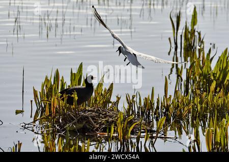 France, Somme, wildlife, bird, Black-headed Gull chasing a Coot (Fulica atra) at the nest Stock Photo