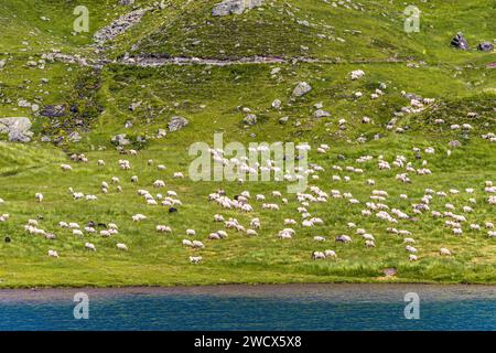 France, Pyrenees Atlantiques, Béarn, Ossau valley, Pyrenees National Park, herd of ewes in summer pasture supervised by Patous on the banks of Lake Bersau Stock Photo