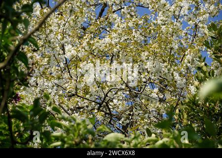 Cherry tree in bloom in a garden (Suzanne's garden, Mayenne,Loire country, France). Stock Photo