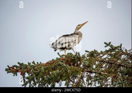 Heron standing on top of a tree, close up, in woodland, in Scotland in autumn Stock Photo