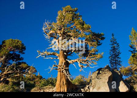 Juniper, El Dorado National Forest, Carson Pass National Scenic Byway, California Stock Photo