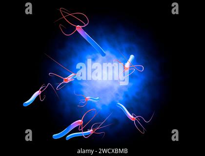 Helicobacter pylori is a gram-negative, flagellated, helical bacterium. It is capable of colonizing the stomach mucosa. 3d rendering Stock Photo