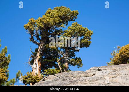 Juniper along Pacific Crest Trail, Carson Pass National Scenic Byway, El Dorado National Forest, California Stock Photo