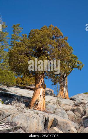 Juniper along Pacific Crest Trail, Carson Pass National Scenic Byway, El Dorado National Forest, California Stock Photo