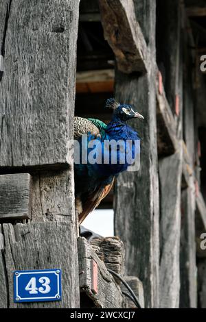 France, Haut Rhin, Ungersheim, Ecomusee d Alsace, half-timbered farm, Blue Peacock (Pavo cristatus), male Stock Photo