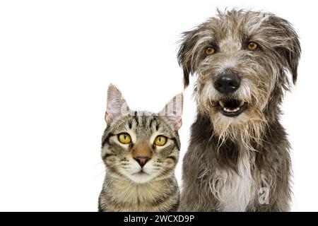 Banner pets. Dog and cat smiling and looking at camera. Isolated on white background Stock Photo