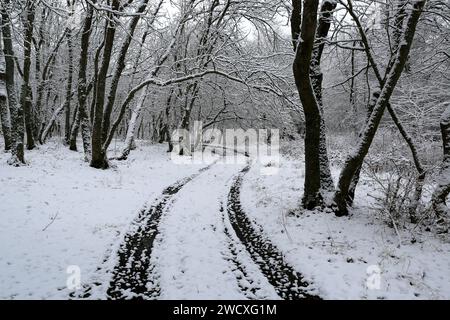 landscape with pathway in winter forest Stock Photo
