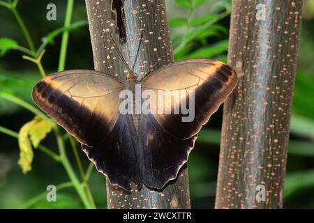 Cream Owl butterfly lands in the gardens, Stock Photo